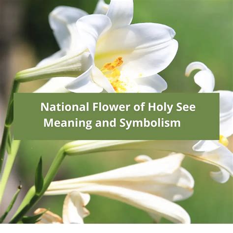 What is the national flower of Holy See, Meaning and Symbolism.